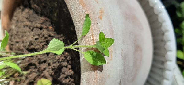 Identificação da planta Manjerona por foto