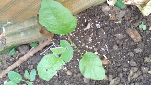 Identificação da planta Berinjela por foto