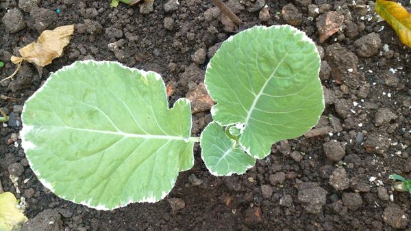 Identificação da planta Couve por foto