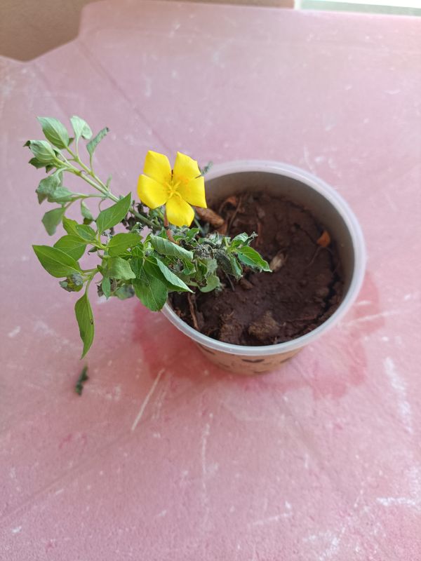 Identificação da planta Chanana por foto