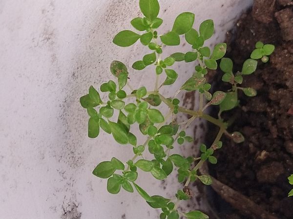 Identificação da planta Cabelo-de-anjo por foto