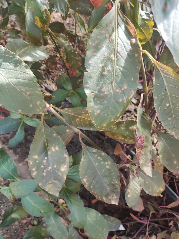 Identificação da planta Penicuíca por foto