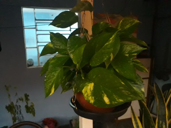 Identificação da planta Jiboia por foto