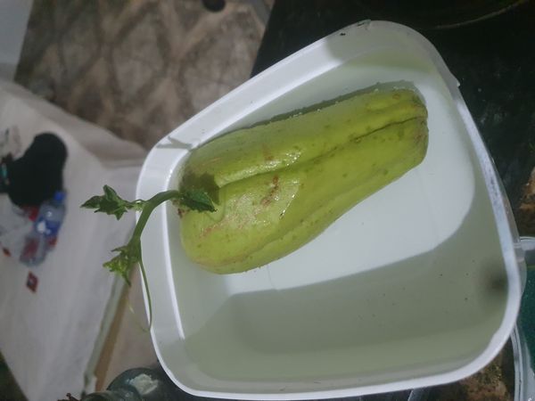 Identificação da planta Xuxu por foto