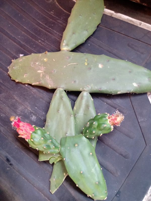 Identificação da planta Palma forrageira por foto
