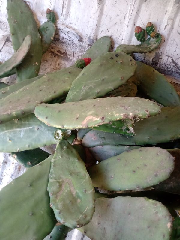 Identificação da planta Palma forrageira por foto