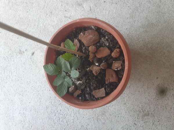 Identificação da planta Amora-preta por foto