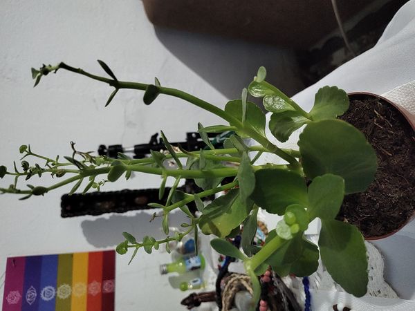 Identificação da planta Calanchoê por foto