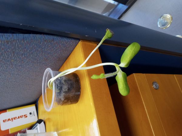 Identificação da planta Unha-de-gato por foto