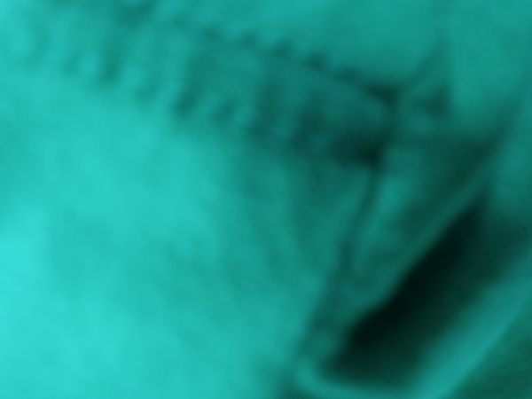 Identificação da planta Erva-de-são-paulinho por foto