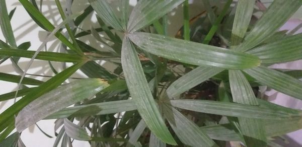 Identificação da planta Licuala por foto