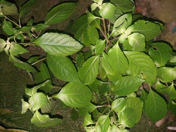 Identificação da planta Alfavaca-de-caboclo por foto