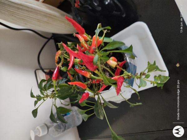 Identificação da planta Malagueta por foto