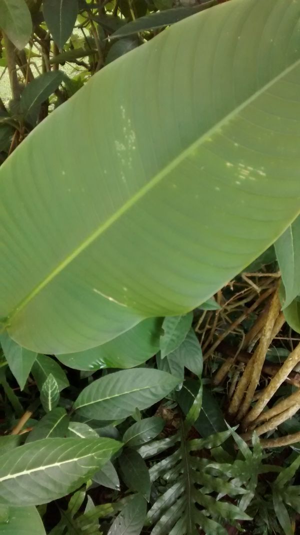 Identificação da planta Bananeira-de-jardim por foto