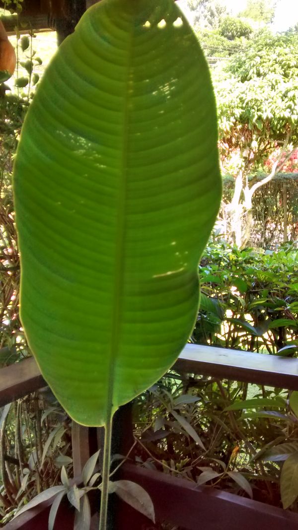 Identificação da planta Bananeira-de-jardim por foto