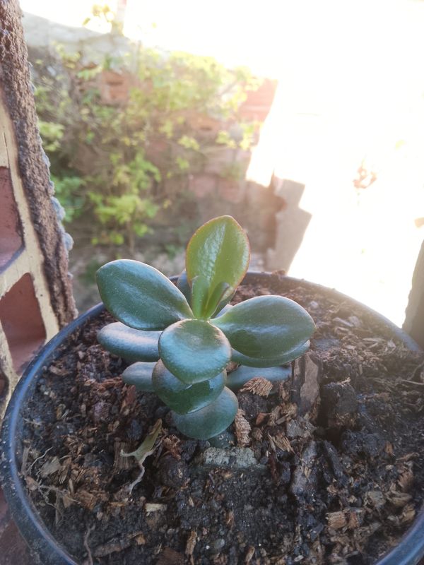 Identificação da planta Jade por foto