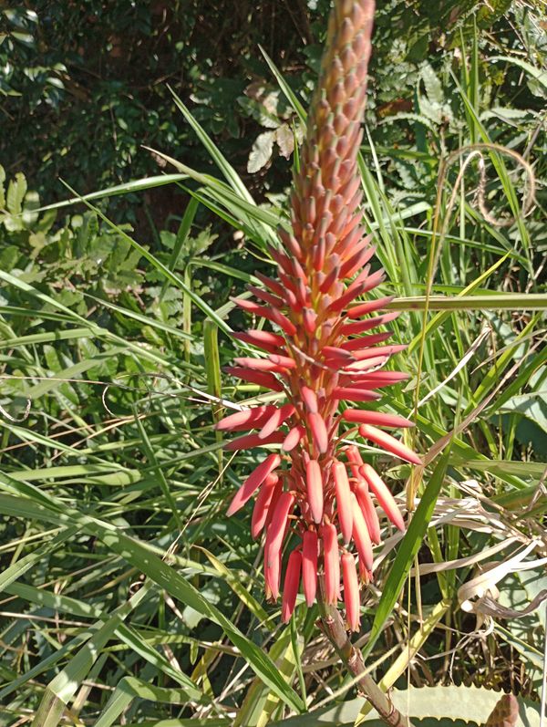 Identificação da planta Babosa por foto