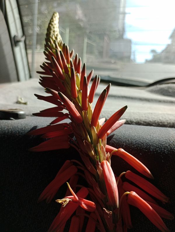Identificação da planta Babosa por foto