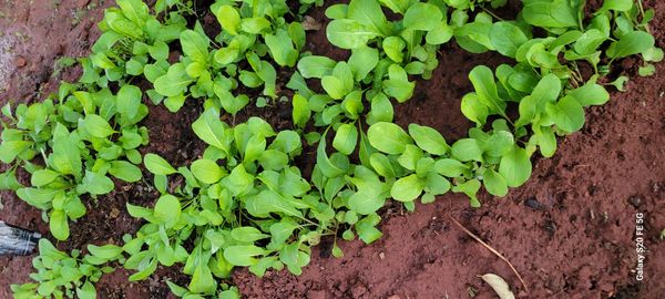 Identificação da planta Rúcula por foto