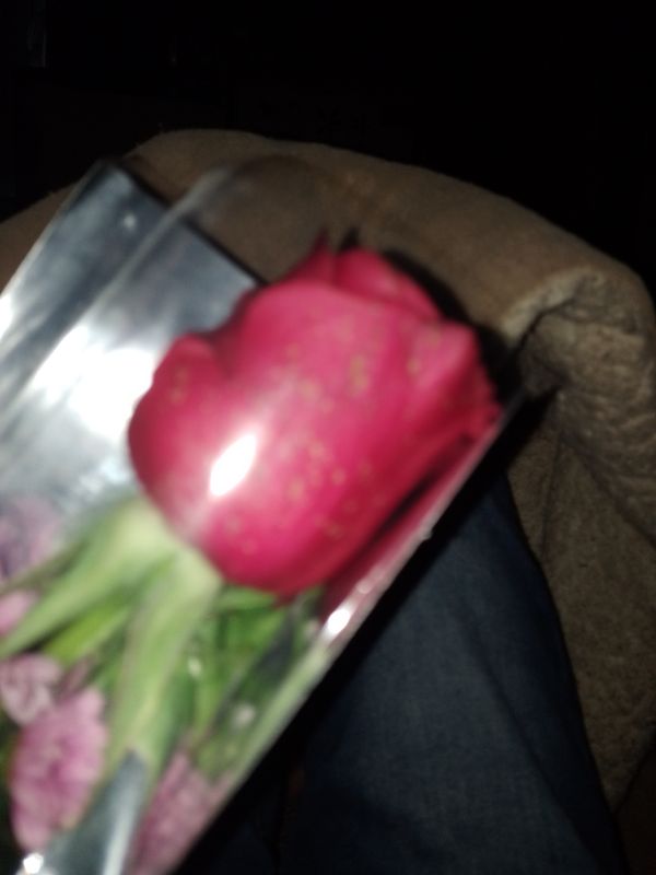 Identificação da planta Rosa por foto