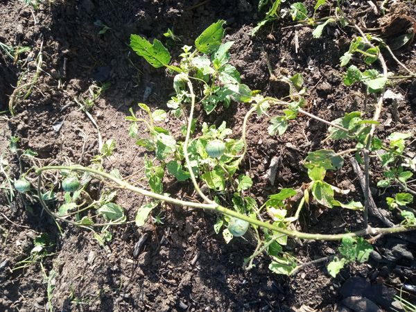 Identificação da planta Juá-bravo por foto