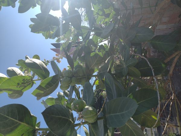 Identificação da planta Flor-de-seda por foto