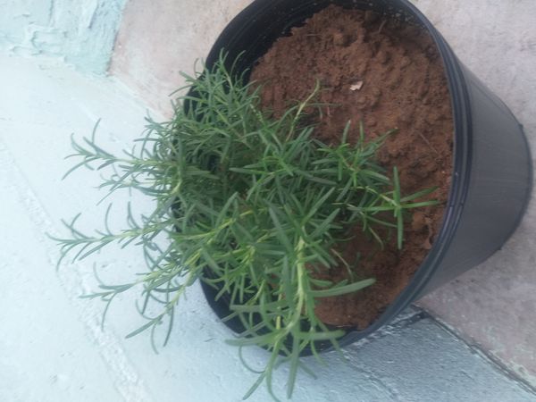 Identificação da planta Alecrim por foto