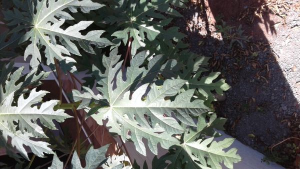 Identificação da planta Mamão por foto