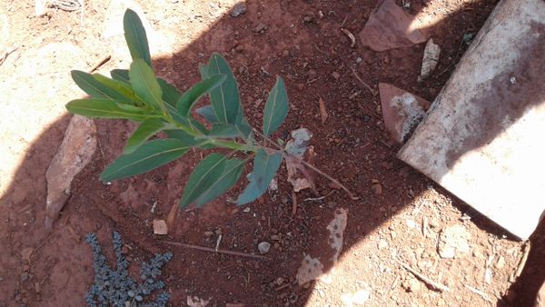 Identificação da planta Coração-de-galinha por foto