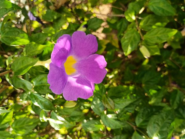Identificação da planta Margarida-de-Deus por foto