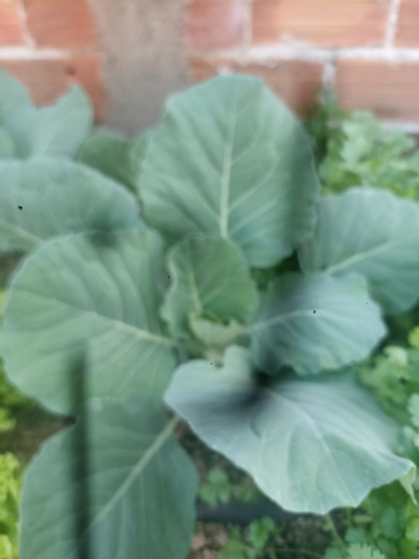 Identificação da planta Couve por foto