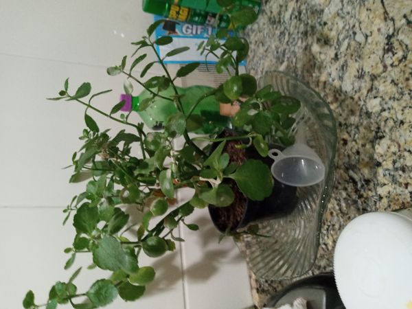 Identificação da planta Flor da fortuna por foto