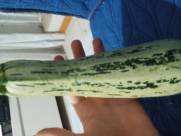 Identificação da planta Abóbora moranga por foto