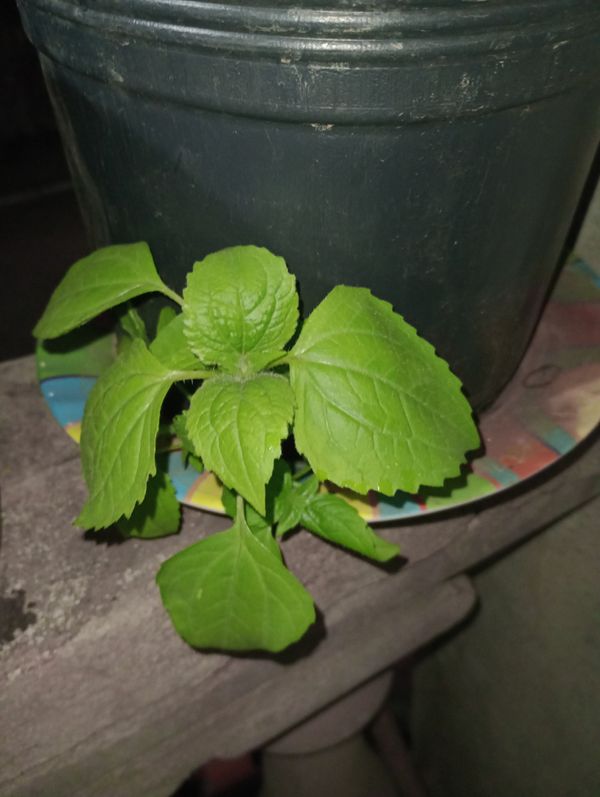 Identificação da planta Picão-branco por foto