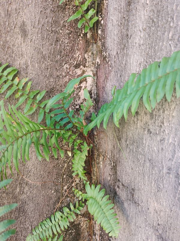 Identificação da planta Samambaia americana por foto