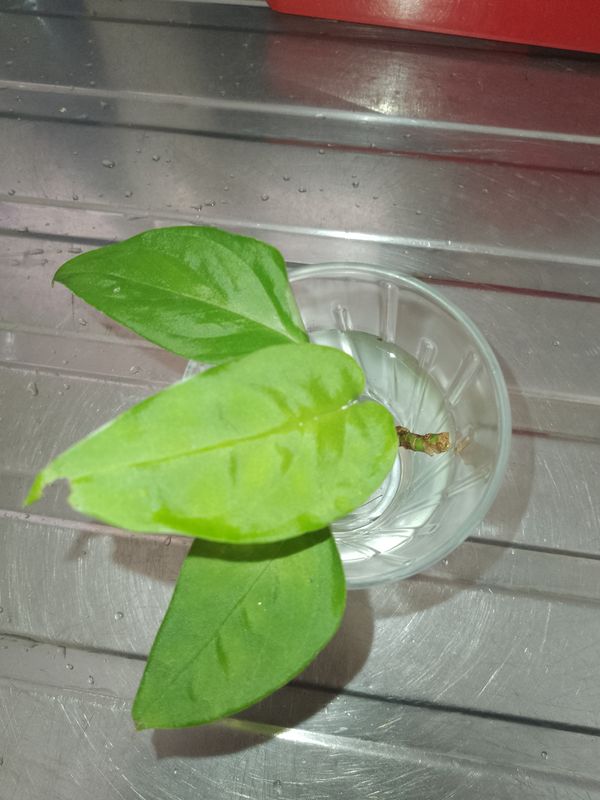 Identificação da planta Monstera prateada por foto