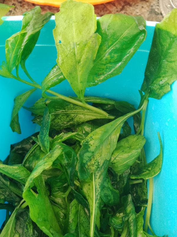 Identificação da planta Higrofila por foto