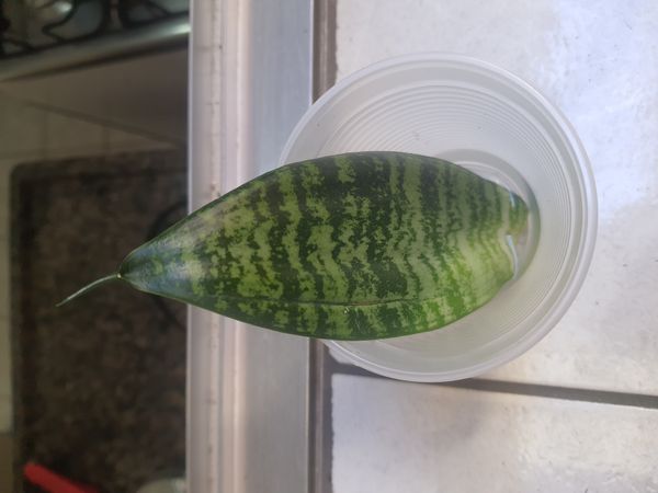 Identificação da planta Espada de são jorge por foto