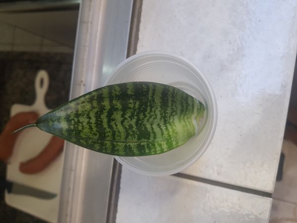 Identificação da planta Espada-de-São-Jorge por foto