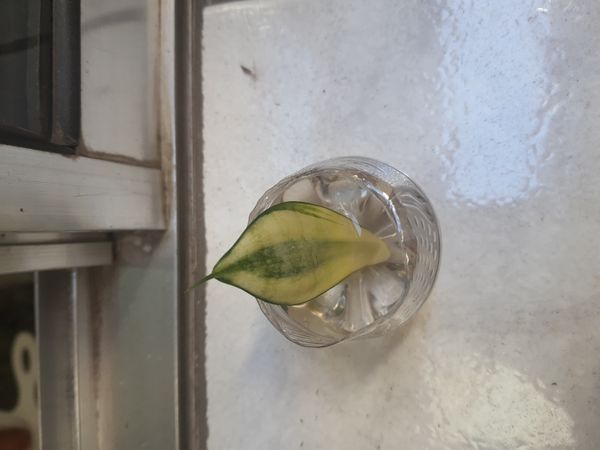 Identificação da planta Espada de são jorge por foto
