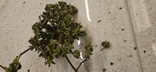 Identificação da planta Chapote por foto