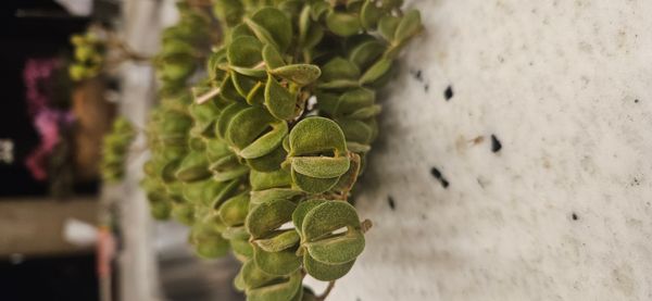 Identificação da planta Molungu-do-cerrado por foto