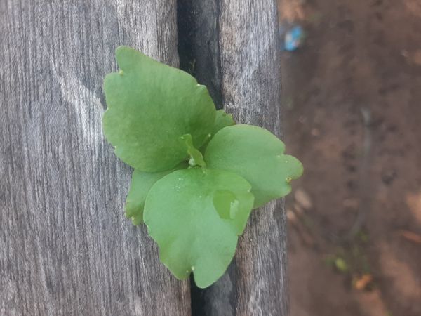 Identificação da planta Calanchoê por foto