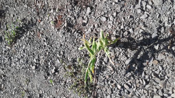 Identificação da planta Erva-de-santa-luzia por foto