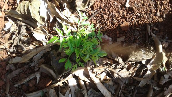 Identificação da planta Jacarandá por foto