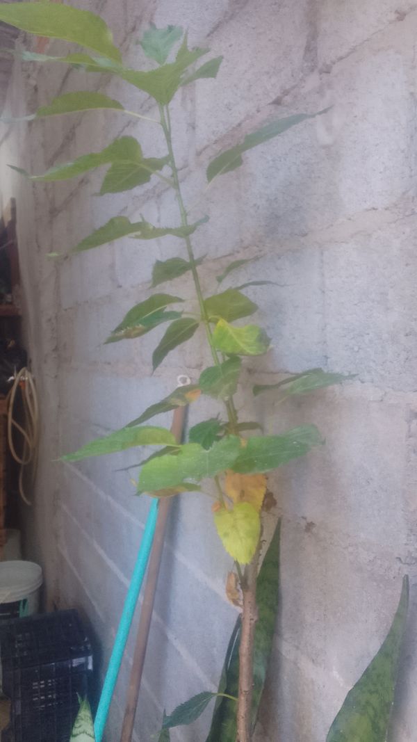 Identificação da planta BOLDO DO CHILE por foto