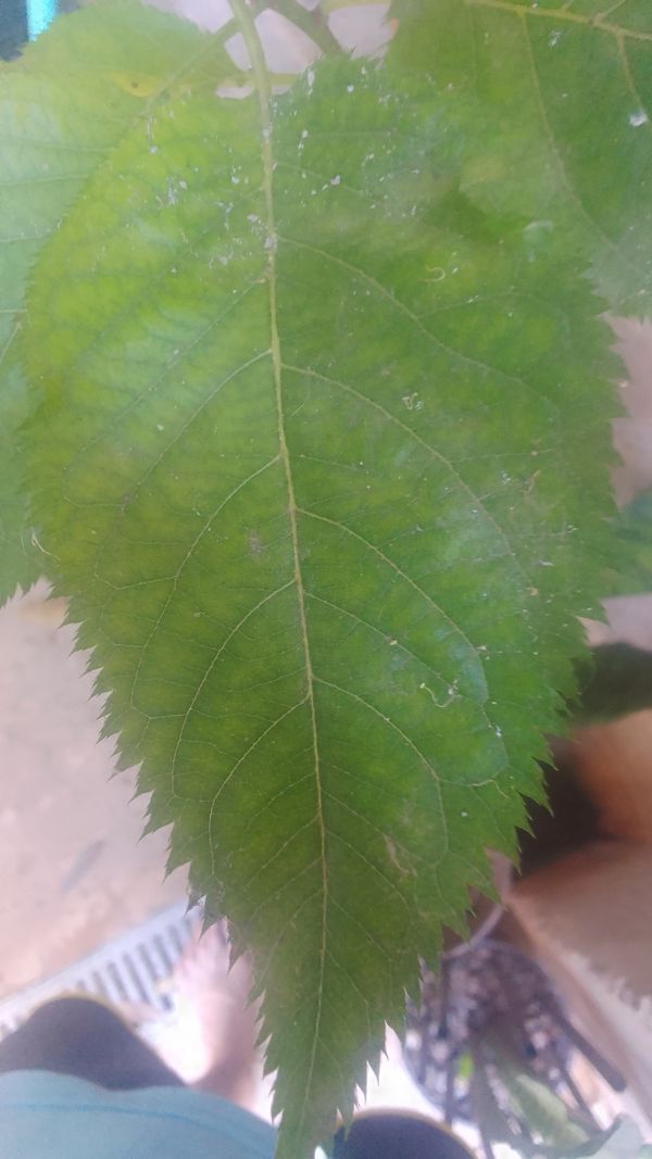 Identificação da planta Makomako por foto