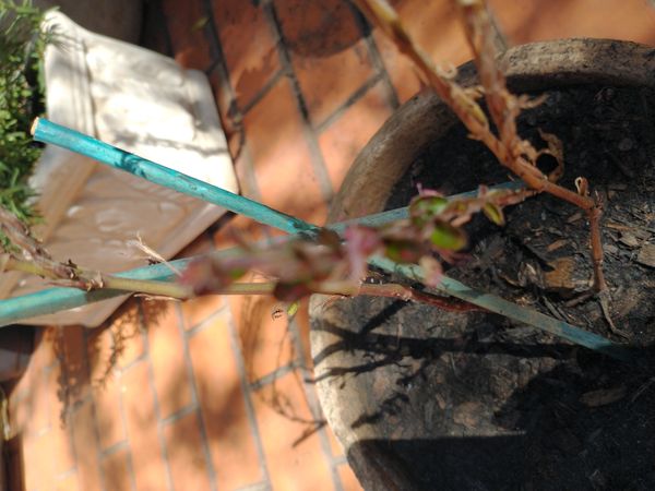 Identificação da planta Rabo-de-cavalo por foto