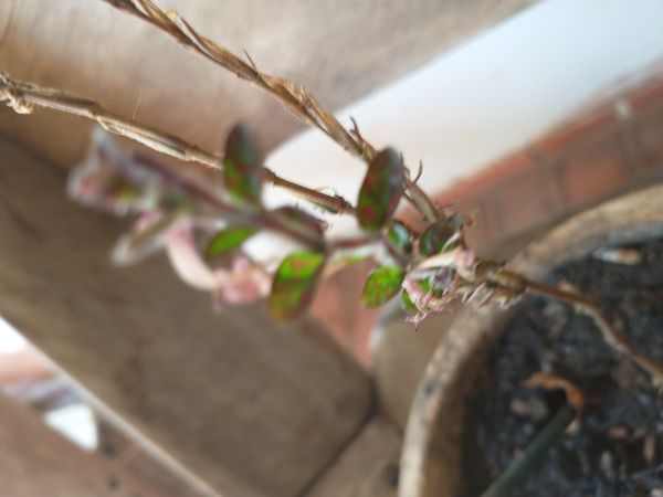Identificação da planta Planta-pintada por foto
