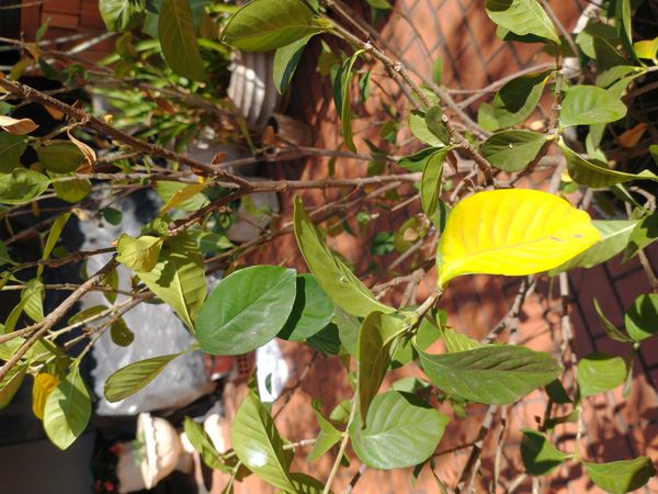 Identificação da planta Tiaré por foto